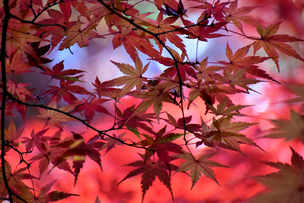 紅葉　在庫処分　６