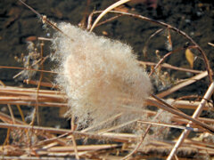 「がまの穂」（蒲の穂）４