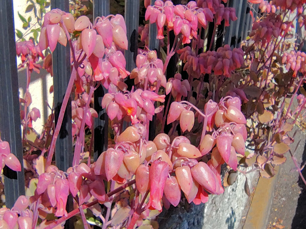 カランコエ　胡蝶の舞　（多肉植物）８