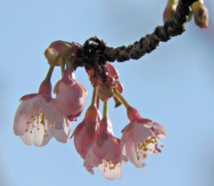 桜咲く・・寒桜 （かんざくら）５