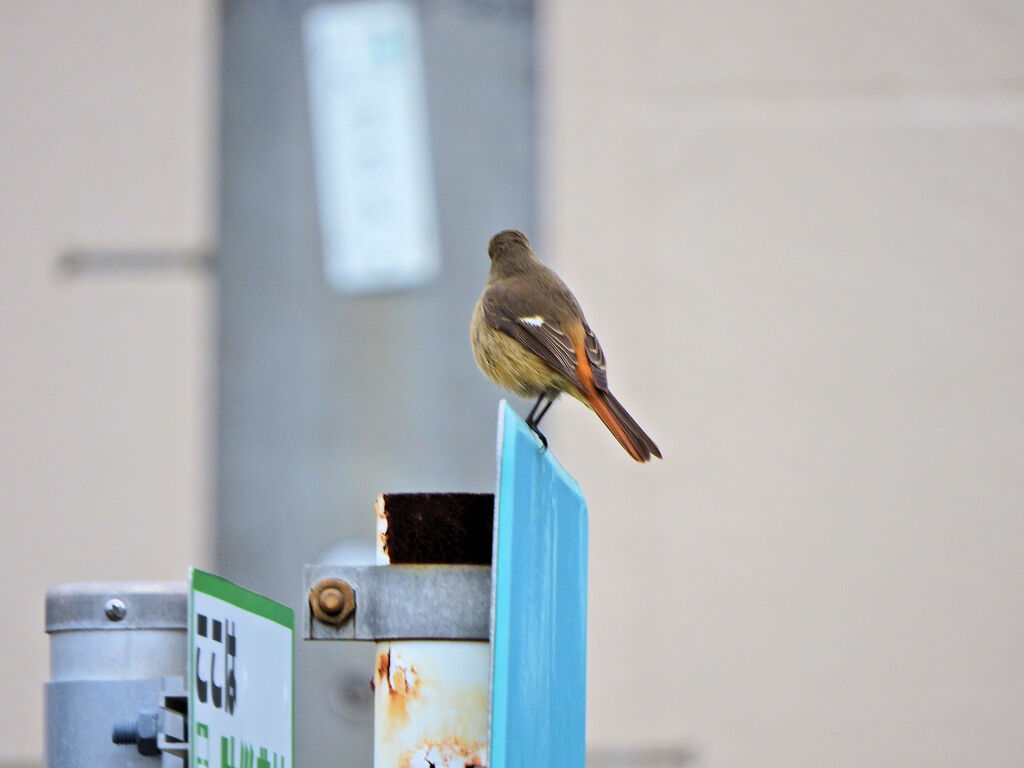 ジョビ子さんと遊んだ(∩.∩）　１　