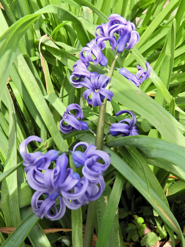 ヒヤシンス　４