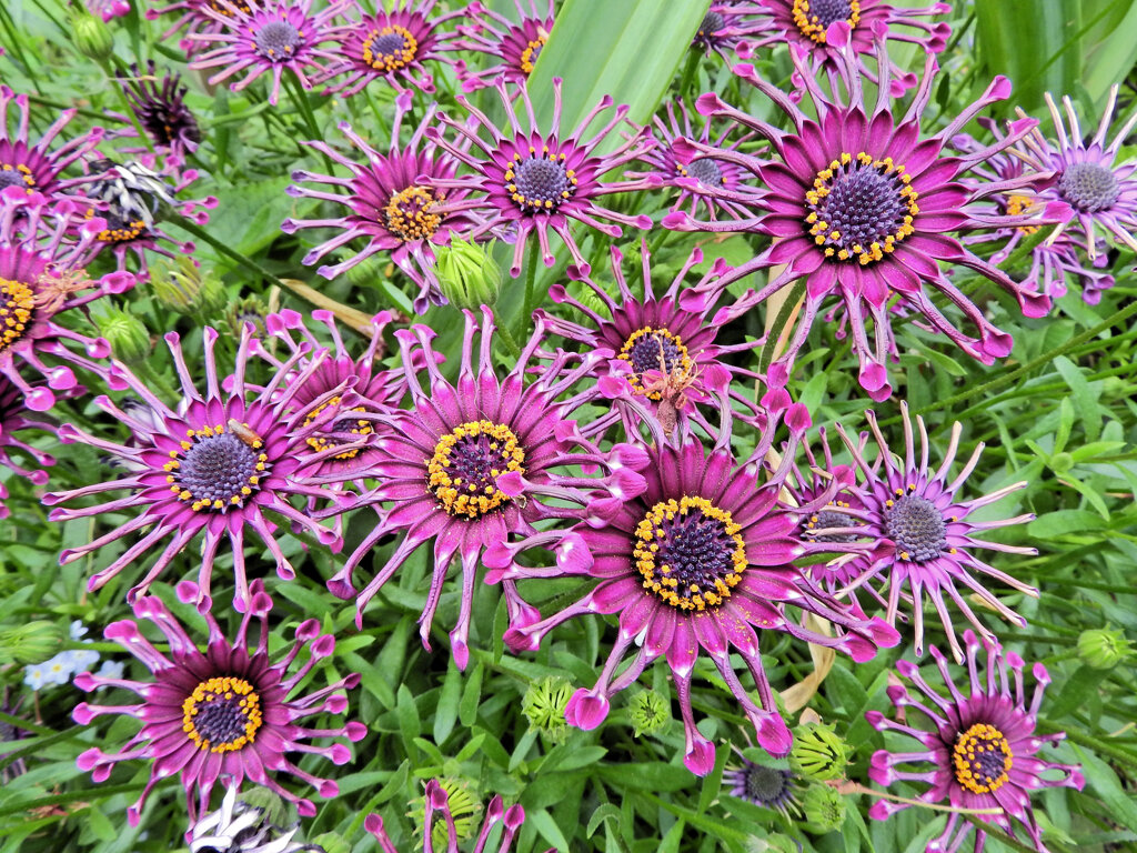 オステオスペルマム・ニンジャ　３