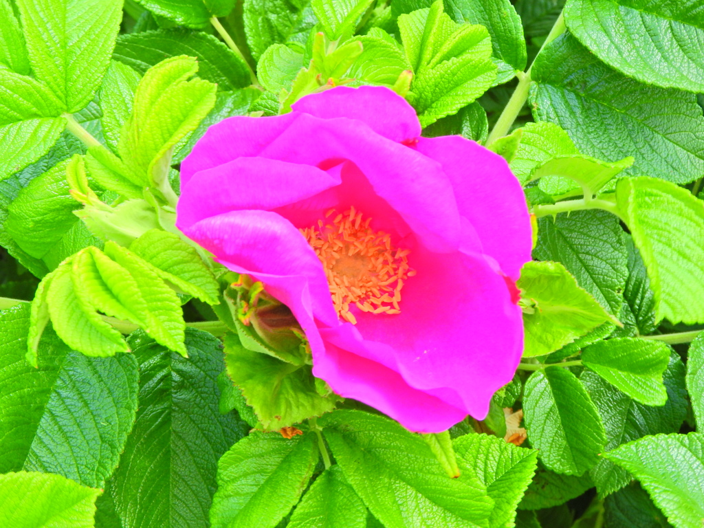 ハマナス（浜茄子）ハマナシ（浜梨）１