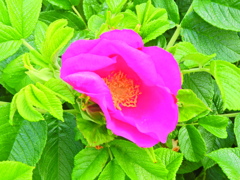 ハマナス（浜茄子）ハマナシ（浜梨）１