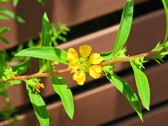 キバナミソハギ（黄花禊萩）５