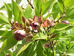 紅花唐種招霊 （べにばなからたねおがたま）2/2