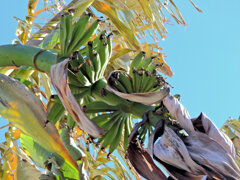 真冬・今日のバナナ　３/3