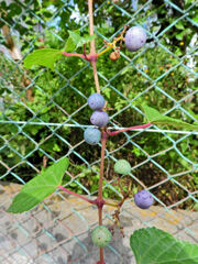 野ぶどう（野葡萄）の実　１