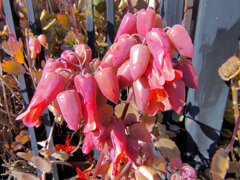 カランコエ　胡蝶の舞　（多肉植物）７