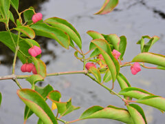 真弓 （まゆみ）１