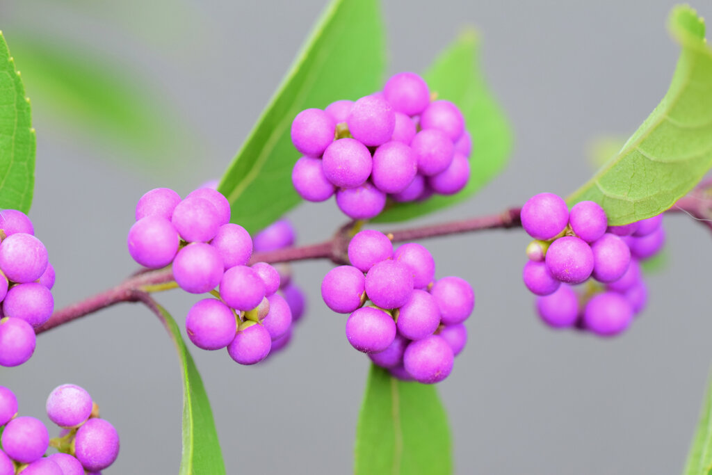 小紫（こむらさき）の実　3/8