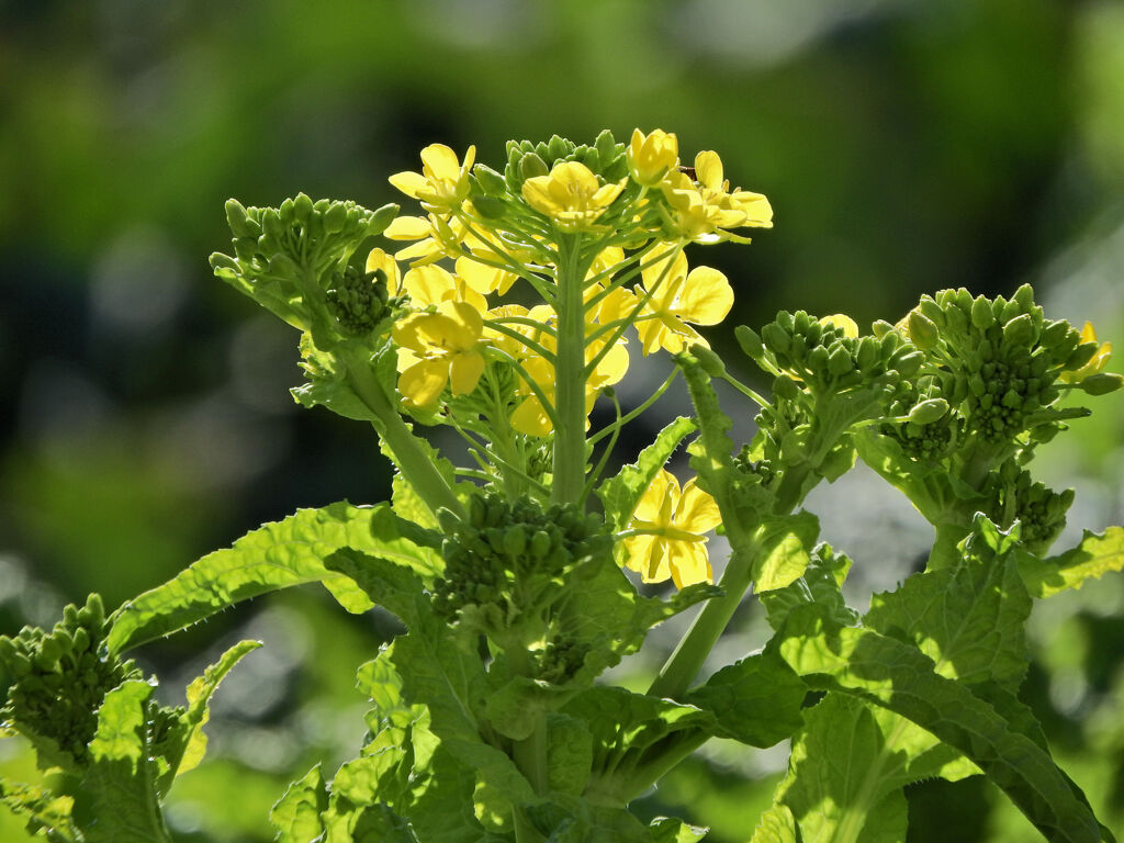 菜の花　開花　１