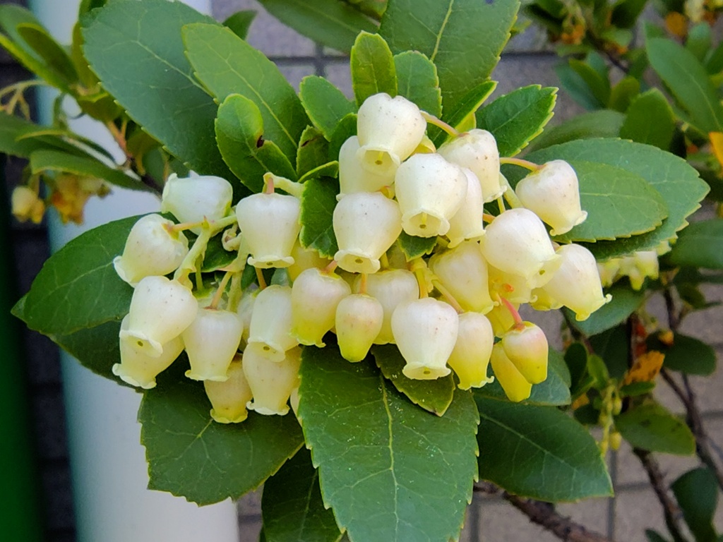 ストロベリーツリー   苺の木　（いちごのき）　花　１