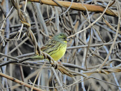 アオジ　さん　1/3