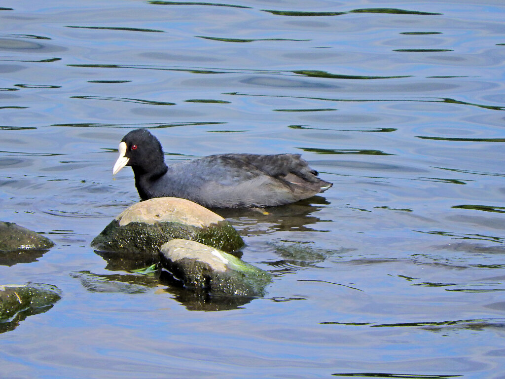 オオバン　ｷﾀ━(´◕ฺω◕ฺ｀)　１
