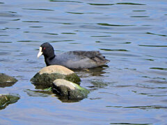 オオバン　ｷﾀ━(´◕ฺω◕ฺ｀)　１