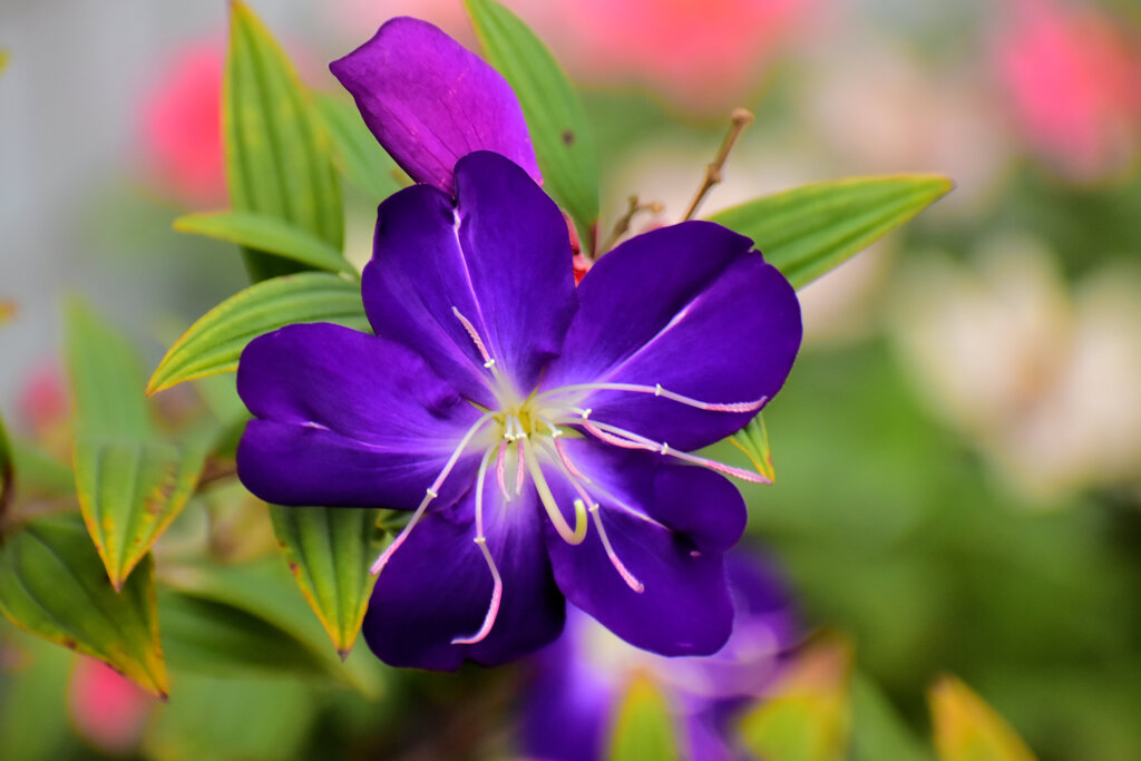 紫紺野牡丹　（しこんのぼたん）3/3