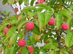 まだ残っていたヤマボウシの実　５