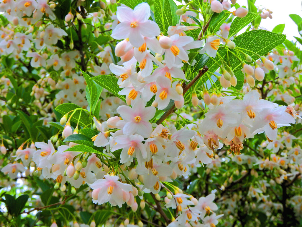 エゴノキ　薄いピンクの花　２