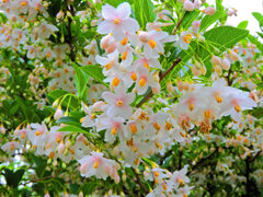 エゴノキ　薄いピンクの花　２