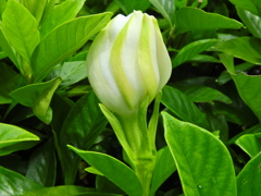 八重咲き梔子　４