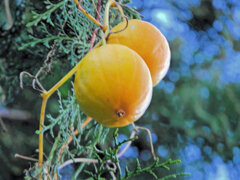 黄烏瓜　（きからすうり）実　４