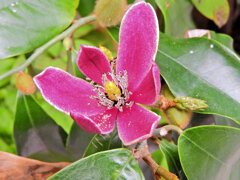 オガタマノキ・パープルクイーン　４