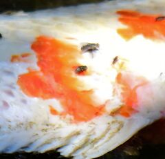 二ヶ領用水路・・死んだ錦鯉　5/5