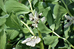 ソラマメの花　２