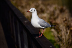 ユリカモメ　さん　１