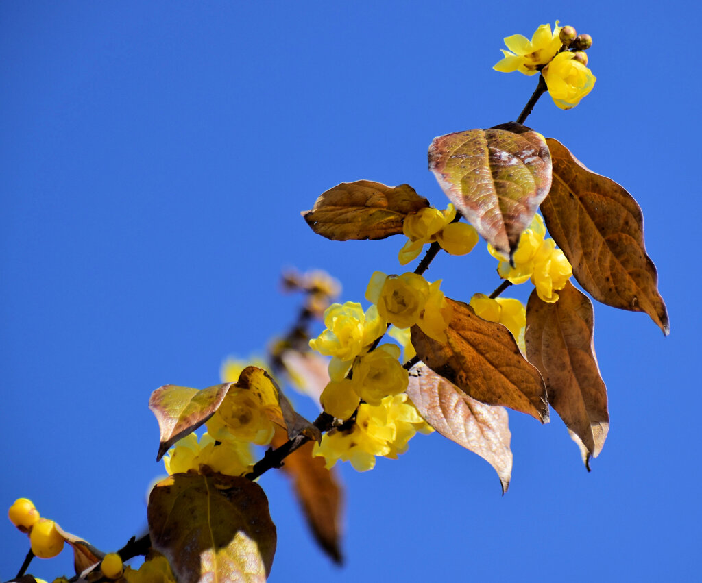 久々の投稿です　蝋梅　１