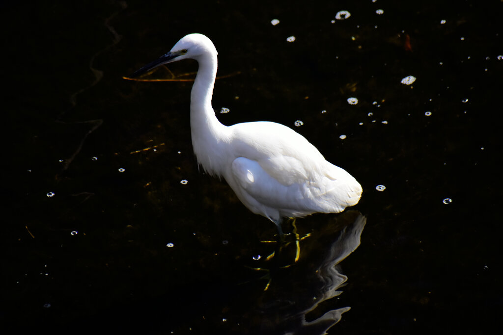 コサギちゃん　４