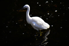 コサギちゃん　４