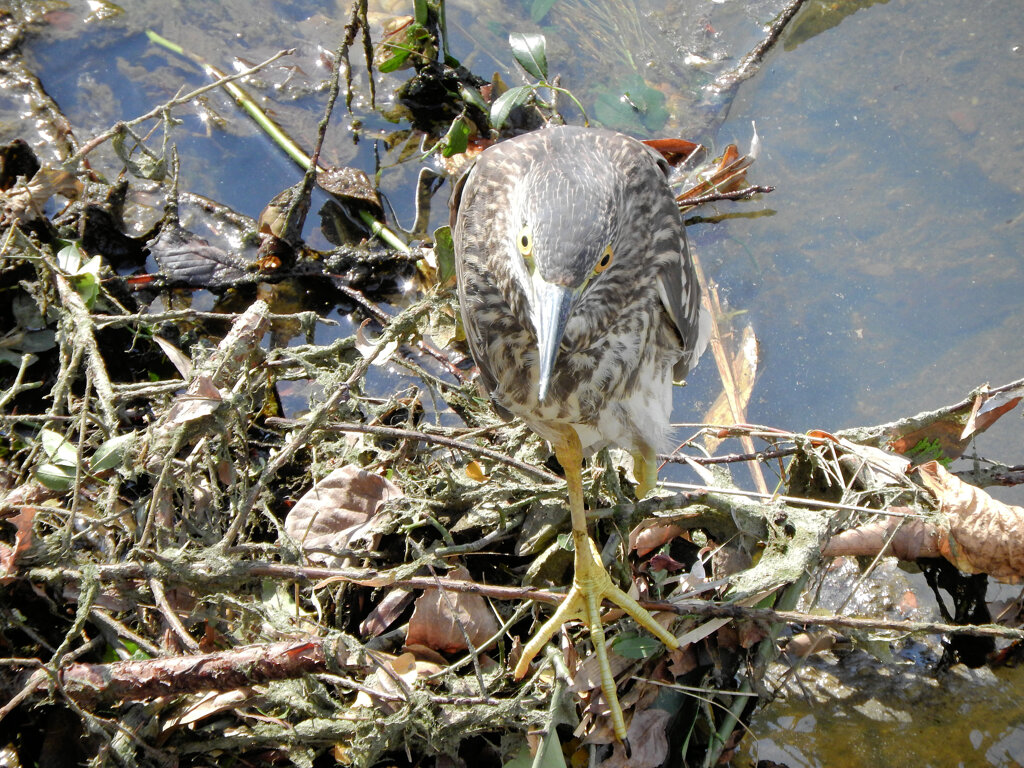 ホシゴイ　（ゴイサギの幼鳥）　２