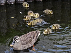 カルガモの雛　9羽が誕生　４