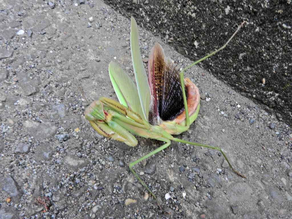 蟷螂さんと出合って遊んだ(∩.∩）　７