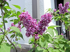 ライラック、  リラ、紫丁香花（むらさきはしどい）２