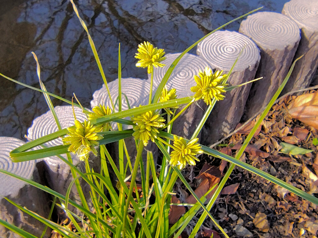 真冬のカヤツリグサ