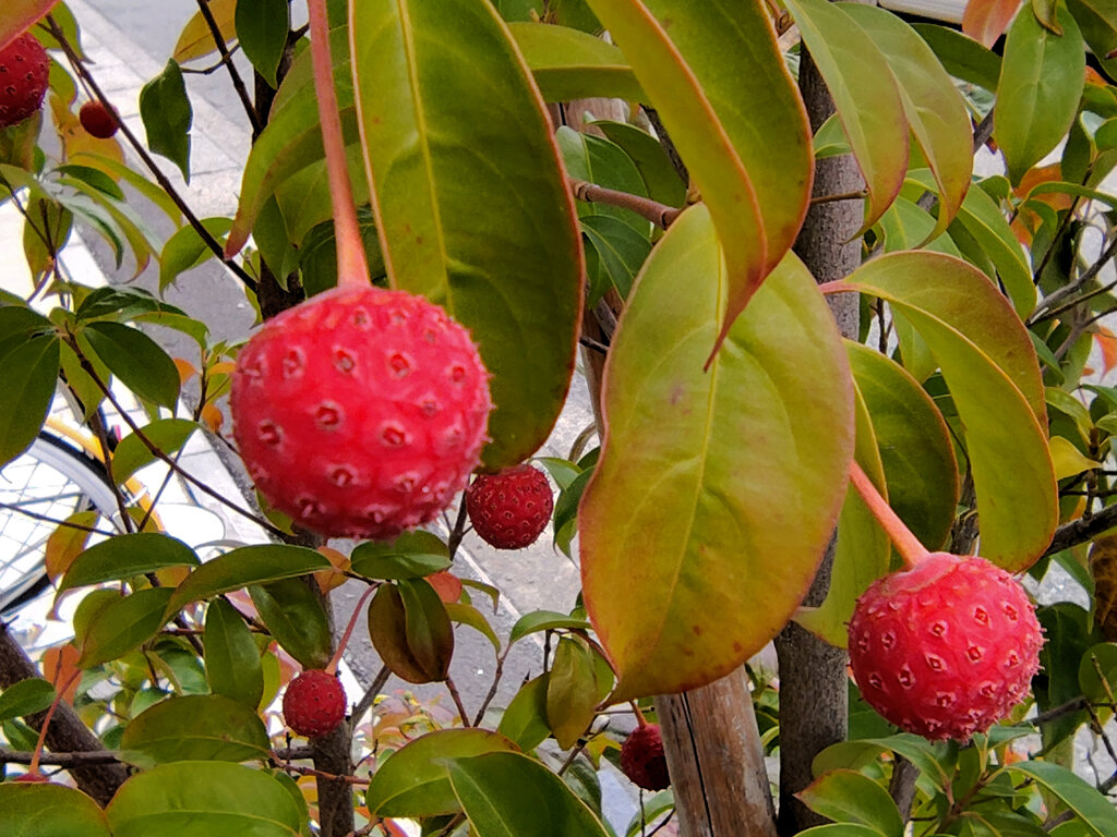 真冬の　ヤマボウシの実　２