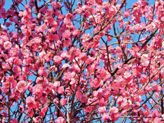 満開の紅梅　５