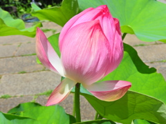 蓮　９
