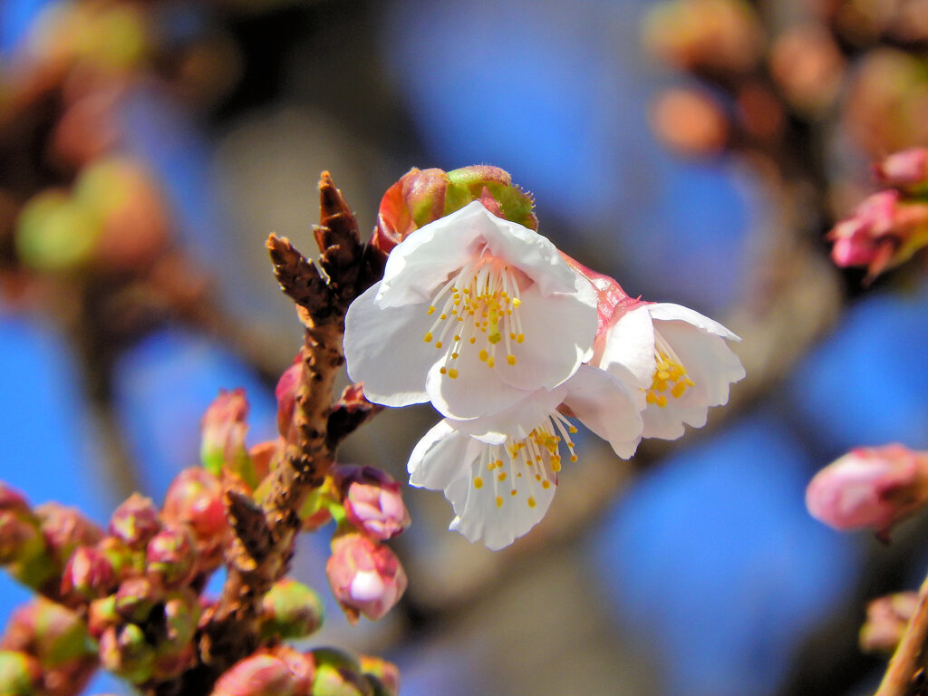 寒桜が開花　2/2
