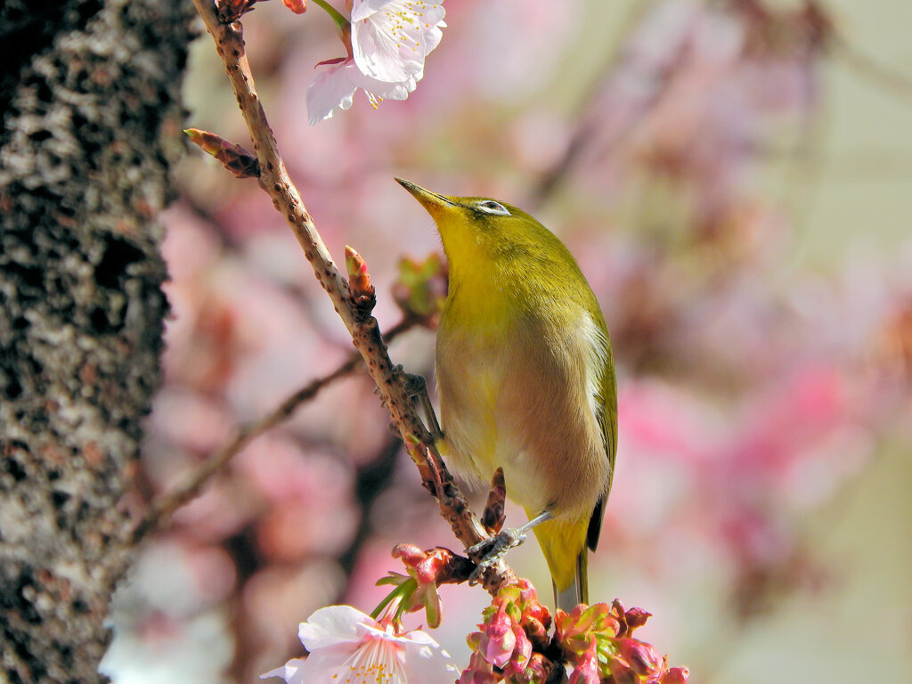 サクジロー⌒(ё)⌒　１１