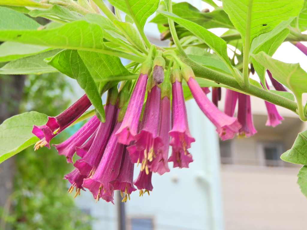 イオクロマ・キアネウ　５