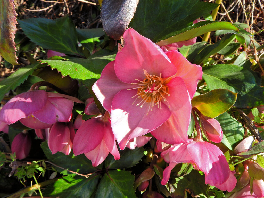 クリスマスローズ　2/3