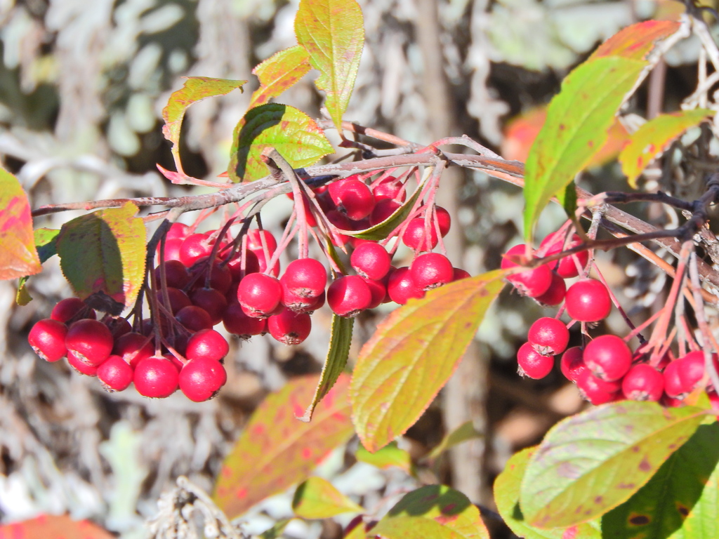 セイヨウカマツカ　８