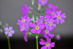 プリムラ・マラコイデス 　３