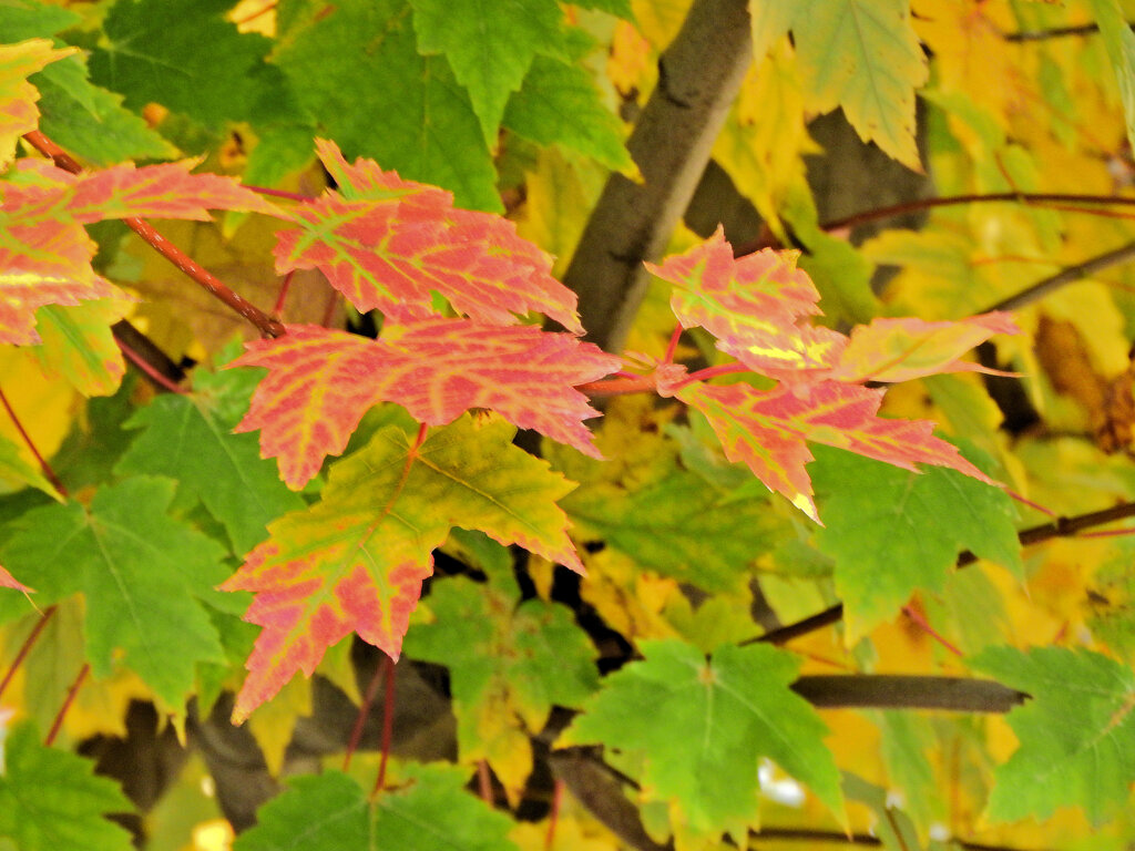 カエデの紅葉　４