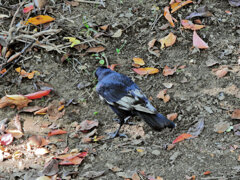 カラス　白い羽が混ざった個体　２